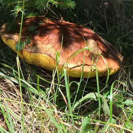 Am Elfenstein Bad Harzburg