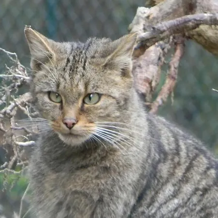 Am Elfenstein Apartment